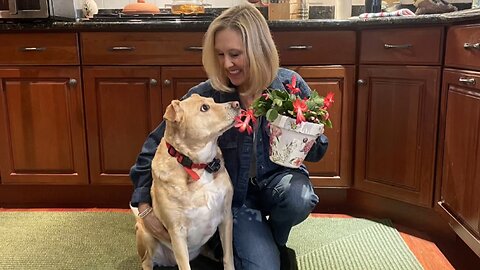 What is A Christmas Cactus?