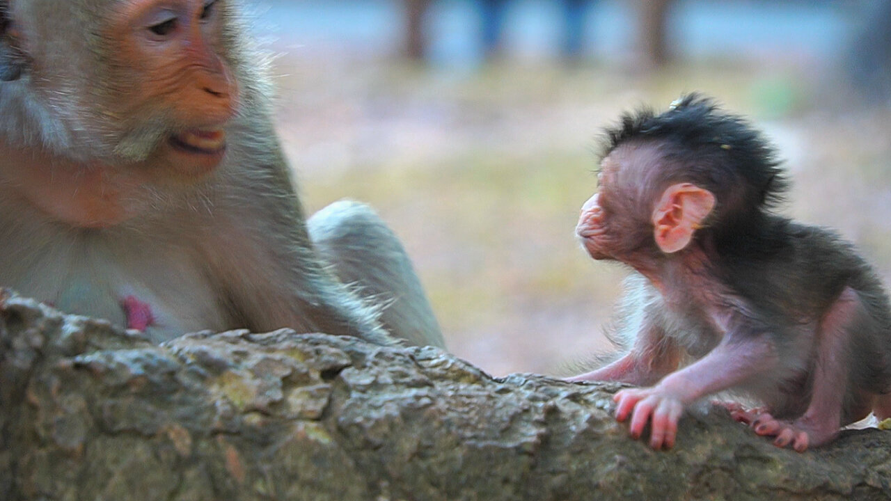 Baby Monkey BABETTE: Best Moment Ever, Mom Botton Talking To Newborn