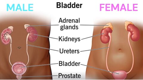 Bladder Benefits from Real Foods