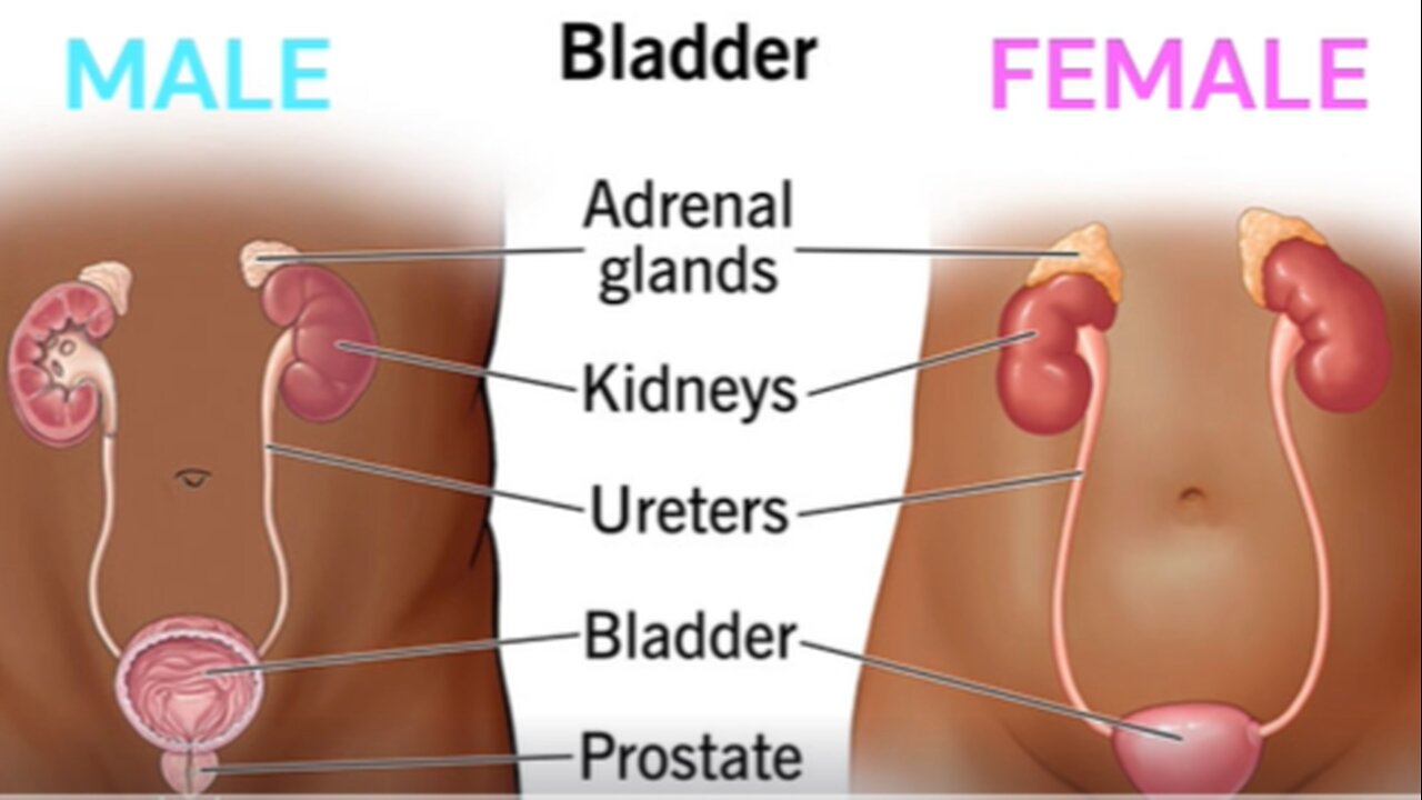 Bladder Benefits from Real Foods