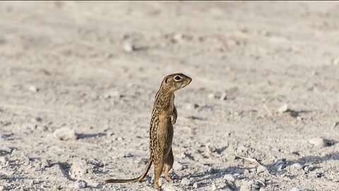 Missouri sighting raises questions about thirteen-lined ground squirrels in Arkansas