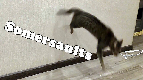 My cat did somersaults