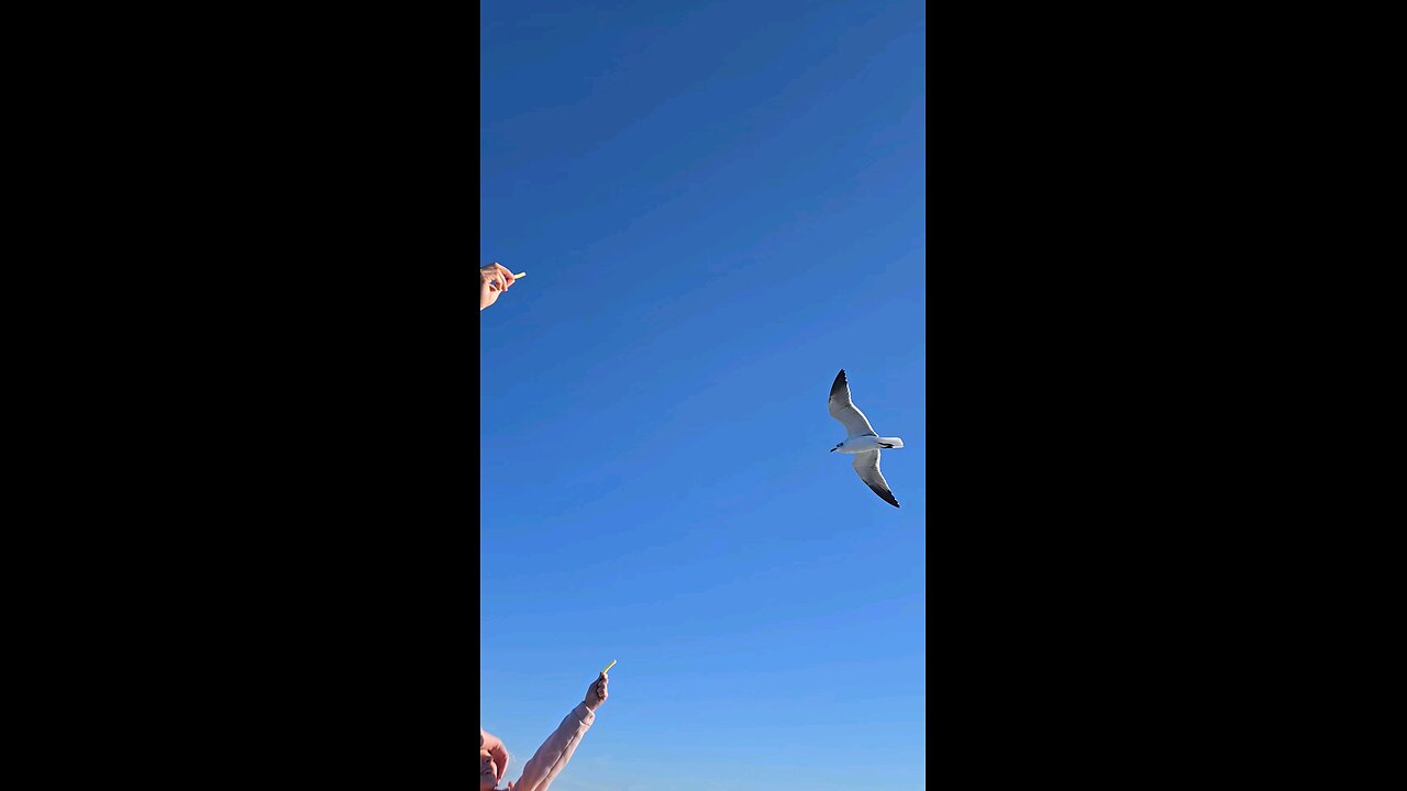 Seagulls
