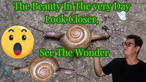 🐌 The Beauty in the Everyday 🐌