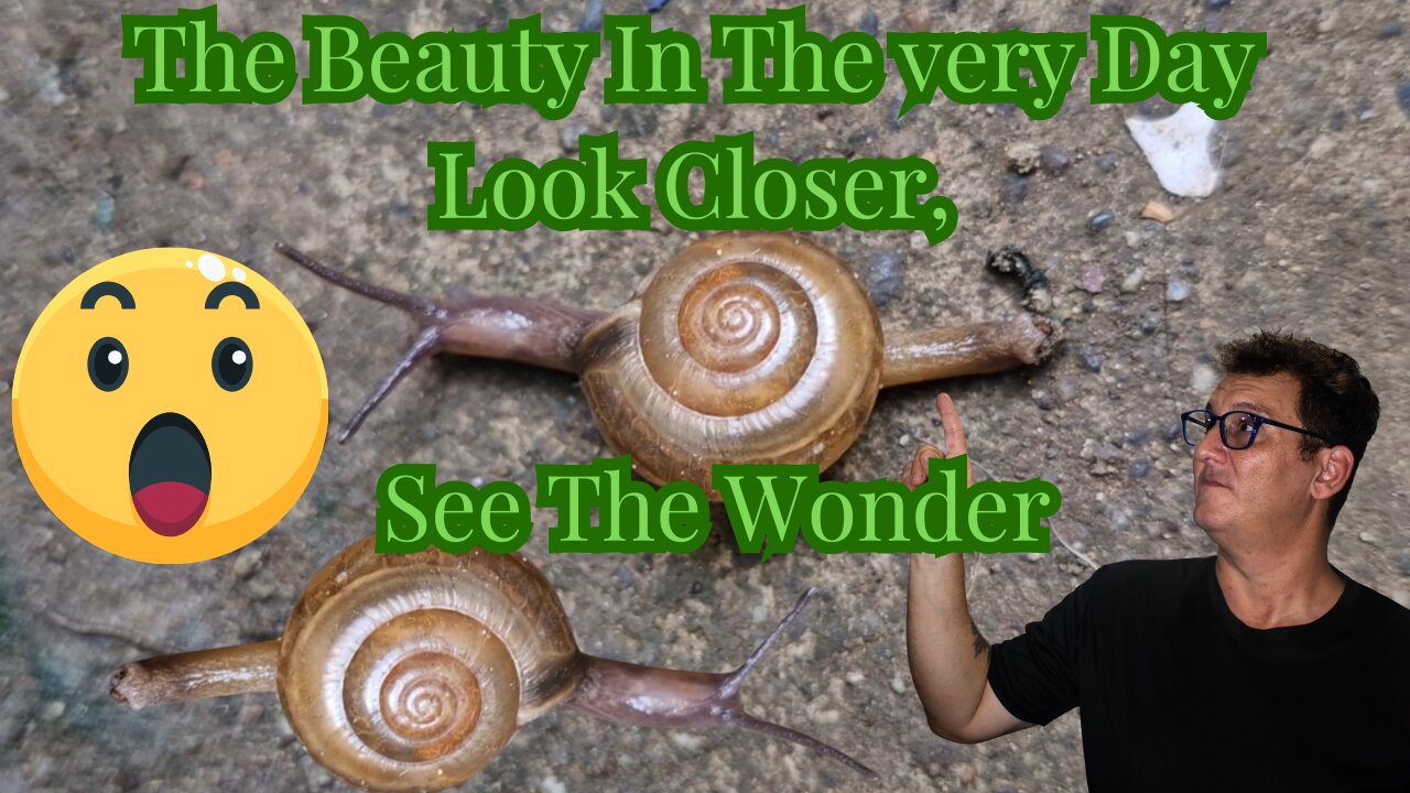 🐌 The Beauty in the Everyday 🐌