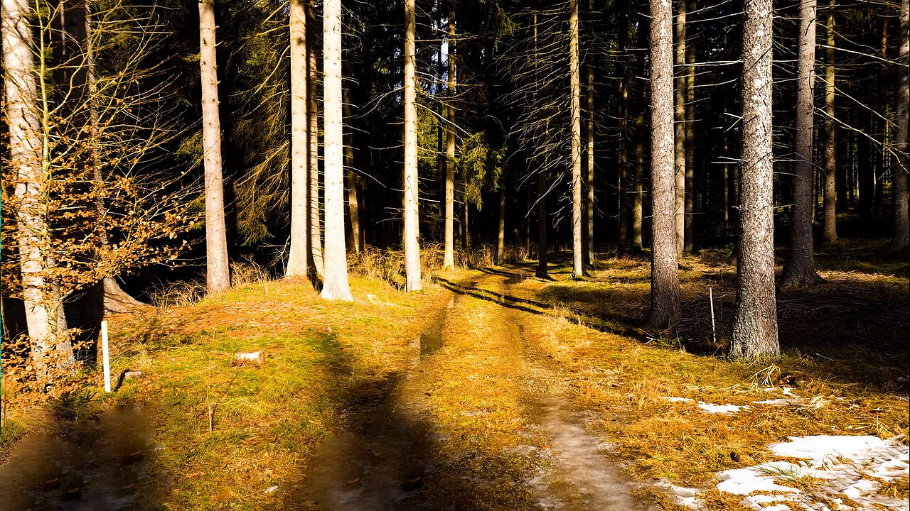 Near The Old Hammer Mill - Forest Walk With Water Sounds ASMR No Music