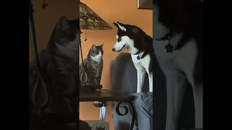 Top 16 Cat Moments with Other Animals