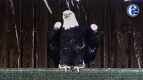 Bald eagles get a second chance at Tri-State Bird Rescue