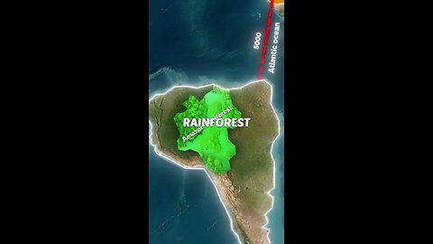 The Amazon rainforest