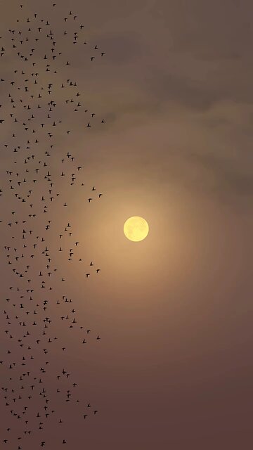 Follow for more beautiful video