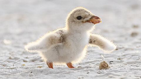 Black Skimmer Colony, Day Four of Hatching