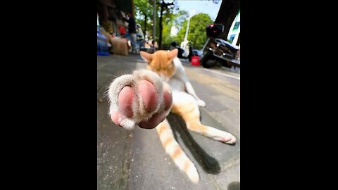 Catnip Wars ⚔️🪖💥⚔️🛡️ 🏹 🗡️ Rough Draft ~ Funny gangsta LOLcats