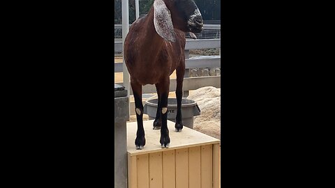 Nubian Goat 🐐 #goat #subscribe #shorts #viral #trending