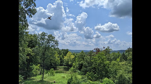 Hummingbird watching