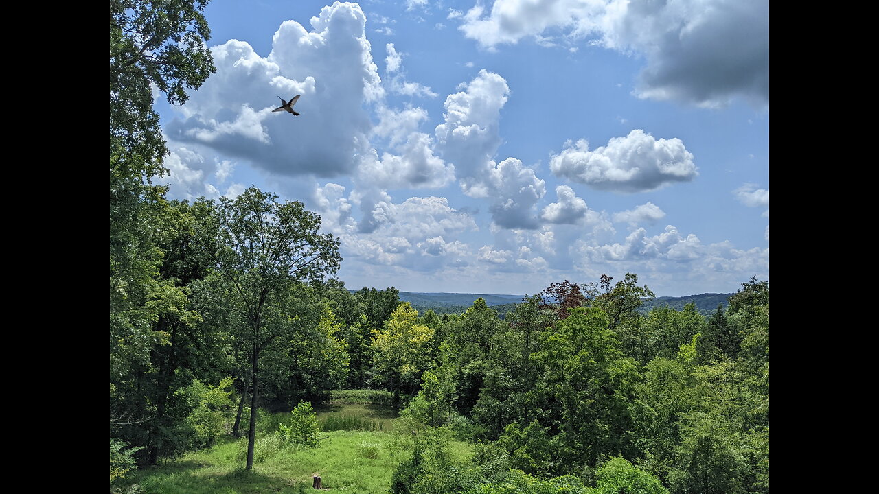 Hummingbird watching