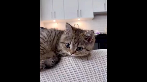 Cute kitty
