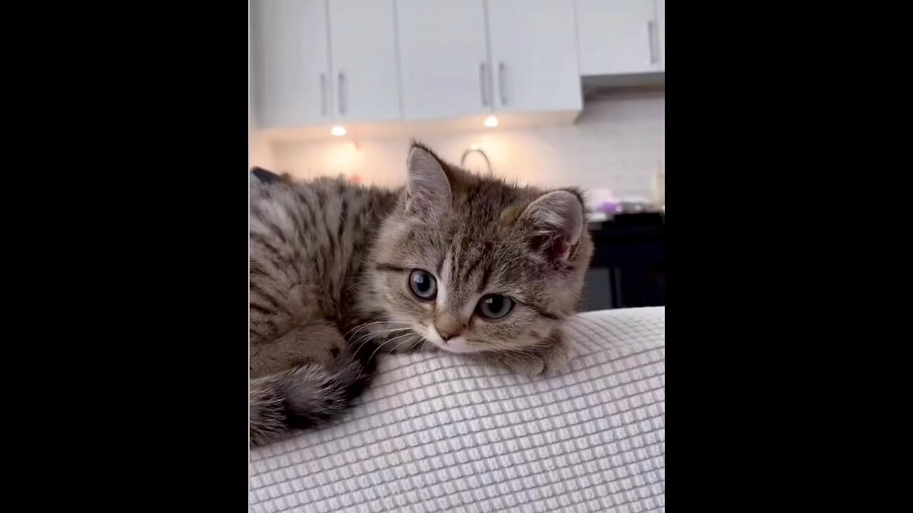 Cute kitty