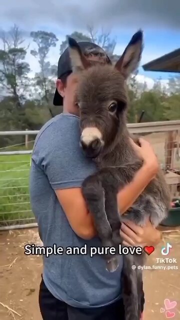 Love All Life Always #338 - Simple And Pure Love. Love IS The Most Powerful Force In The Universe!