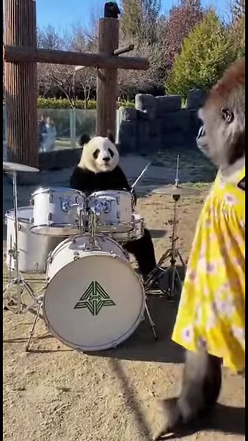 панда и горила