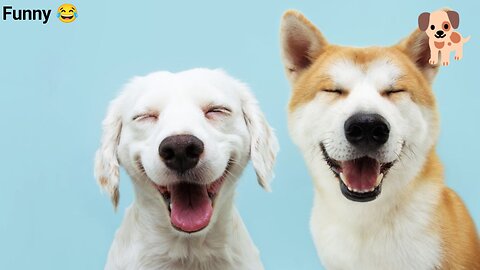 Dog Smile 😁😁😁