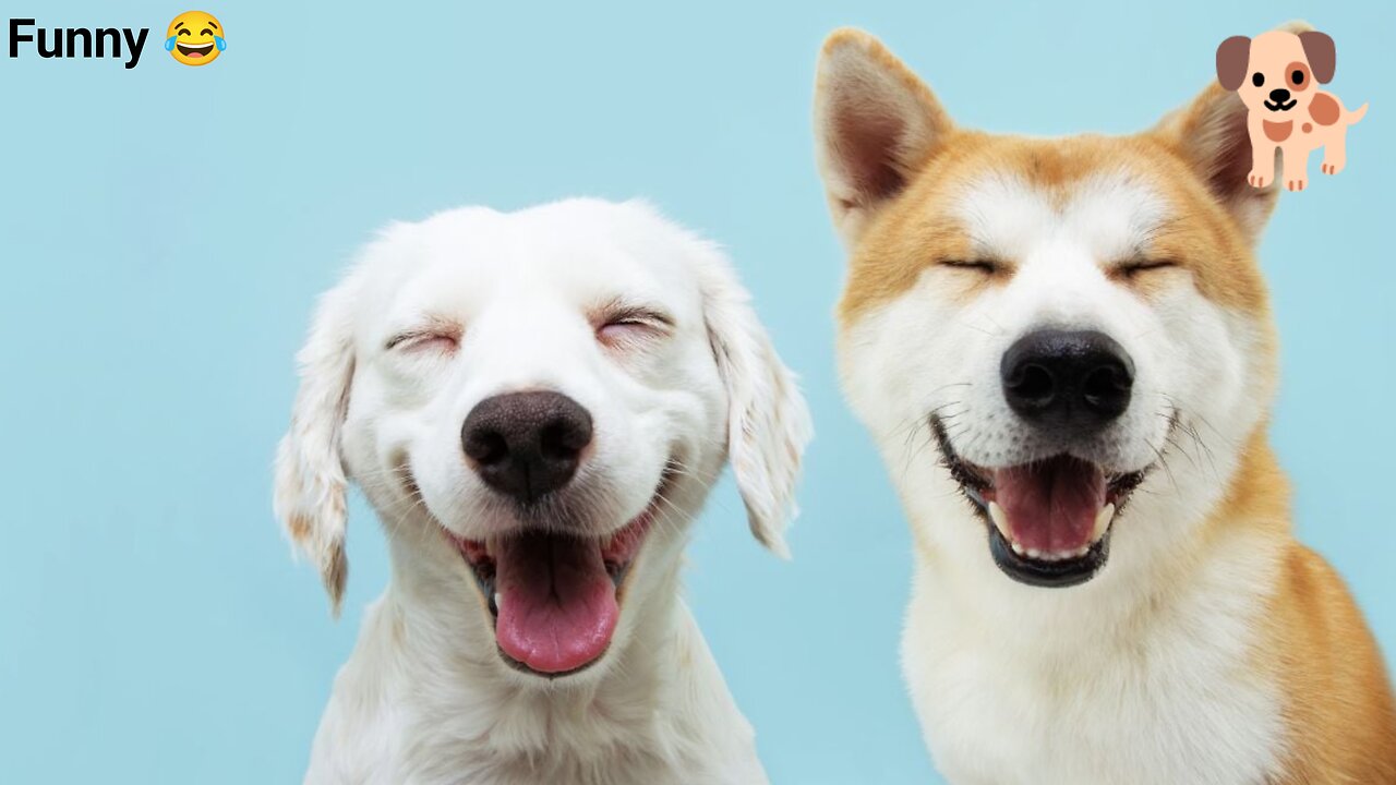 Dog Smile 😁😁😁