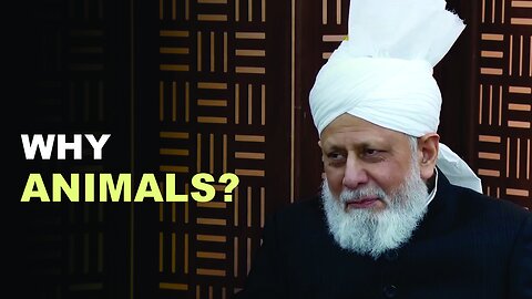 Why Did Allah Create Animals?