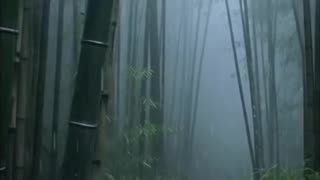 THE GENTLE WHISPER OF AMBIENT MUSIC CREATING A BREATHTAKING SYMPHONY OF NATURE