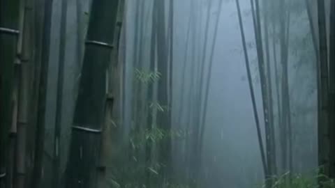 THE GENTLE WHISPER OF AMBIENT MUSIC CREATING A BREATHTAKING SYMPHONY OF NATURE