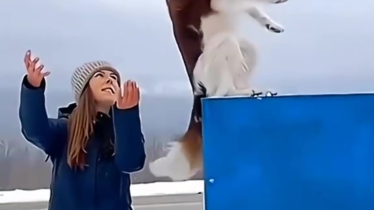 If you laugh, subscribe FUNNY PETS #2