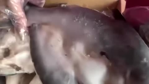 Fake foods you need to avoid