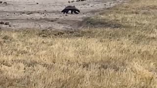 Honey Badger vs Elephant