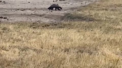 Honey Badger vs Elephant