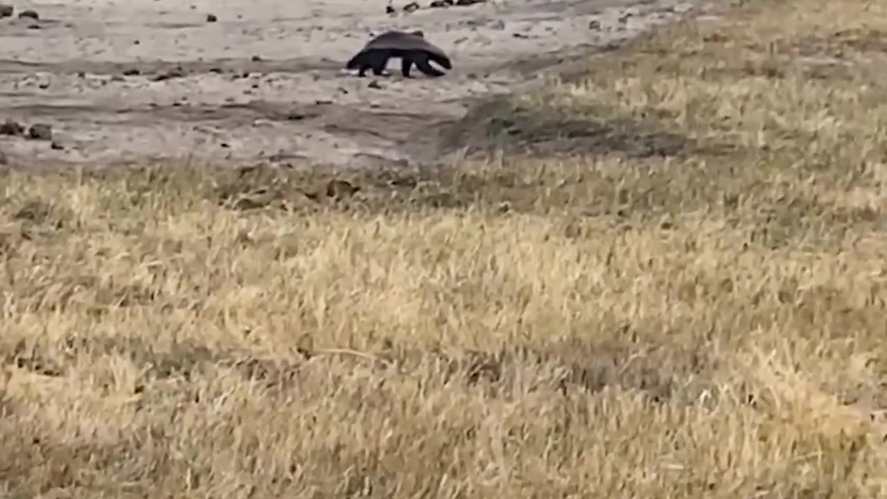 Honey Badger vs Elephant