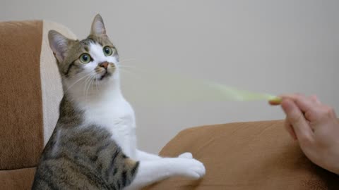 Pet owner playing with a cute cat