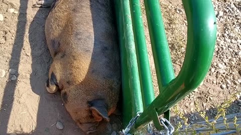 Even more of the pig lounging around and enjoying the hot weather