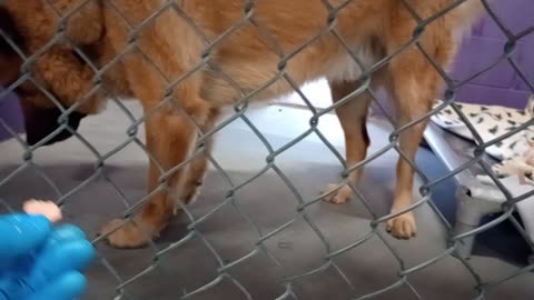 Karlo Gus 4y Pet Id 948033 kennel 25 HSSAZ shelter he's groovy with yummies but wants walk2025110745