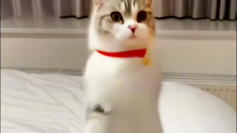"Little Kitten Dancing; Dances Really Well; That Little Waist Twists."