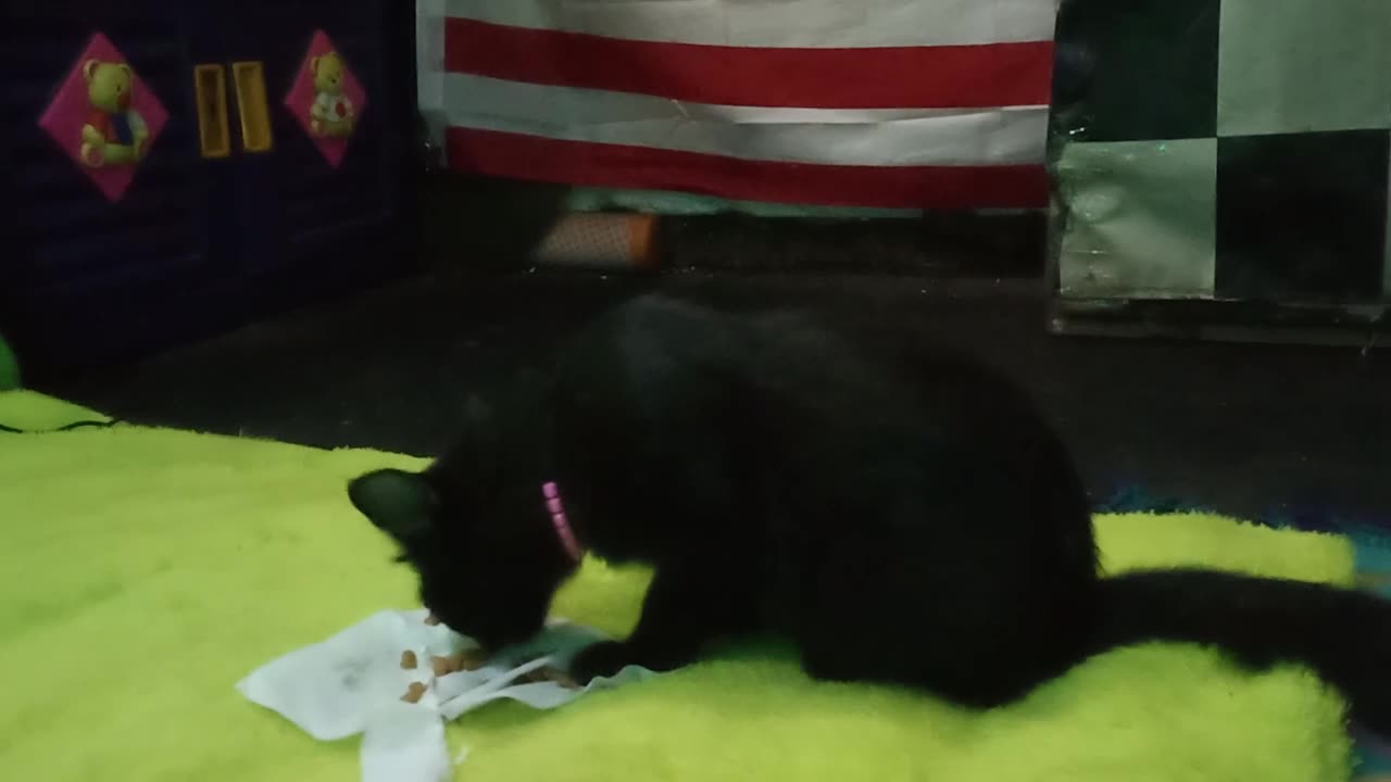 Blacky is hungry and eating