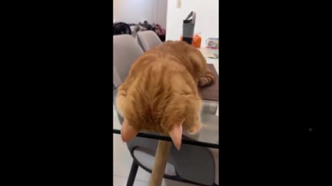 Bottom view of a cat that has fallen asleep on a glass table. Masterpiece!