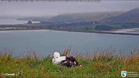 🧠✨ Watch a Conservation Officer Weigh An Albatross Chick! | FeedMyCuriosity