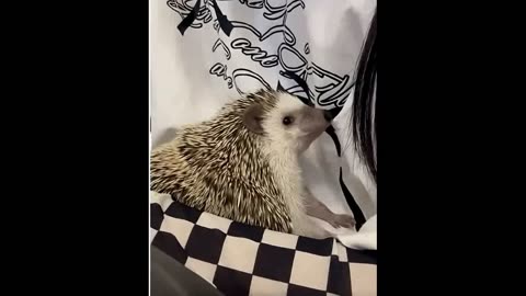 The hedgehog got stuck with its muzzle in the pot and the guy saved its life.