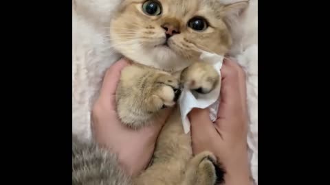 "Cat Resists SPA? The Unexpected Outcome Will Surprise You!"