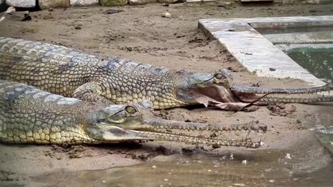 Long Nose aligator | Beautiful aligators