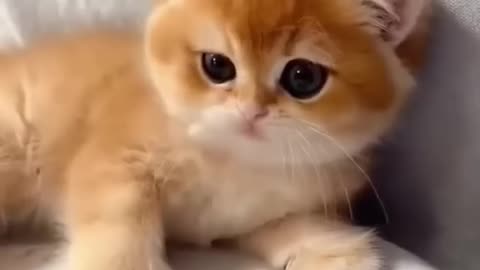 Cute cats video