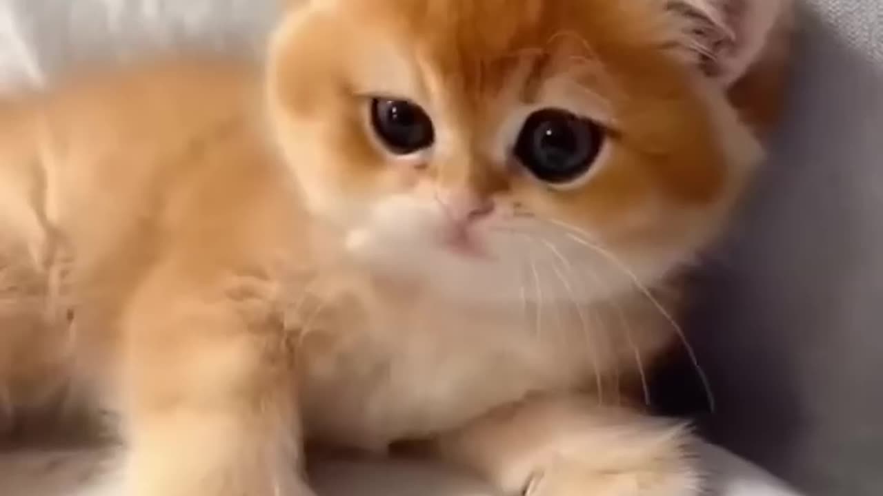 Cute cats video