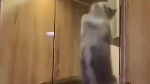 cute and funny cat