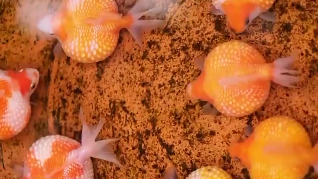 Unique world of fish 🐠🐟