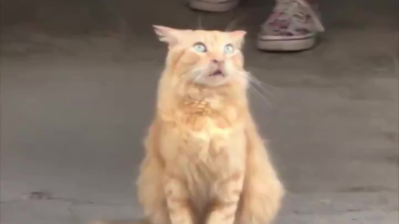 When the catnip hits.. 😂