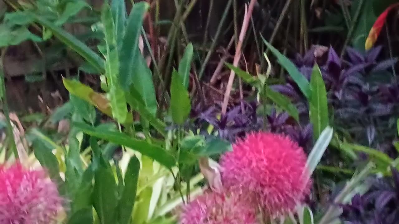 3.12.2025 Party in the Park, Kuranda