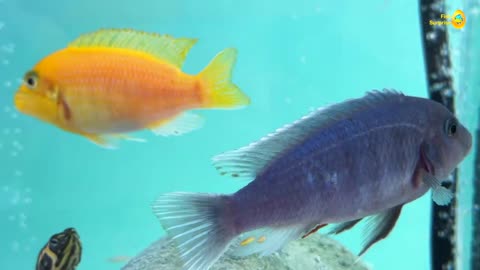 Amazing cod colorful surprise eggs, crayfish, koi fish, angelfish, betta fish, goldfish, fish